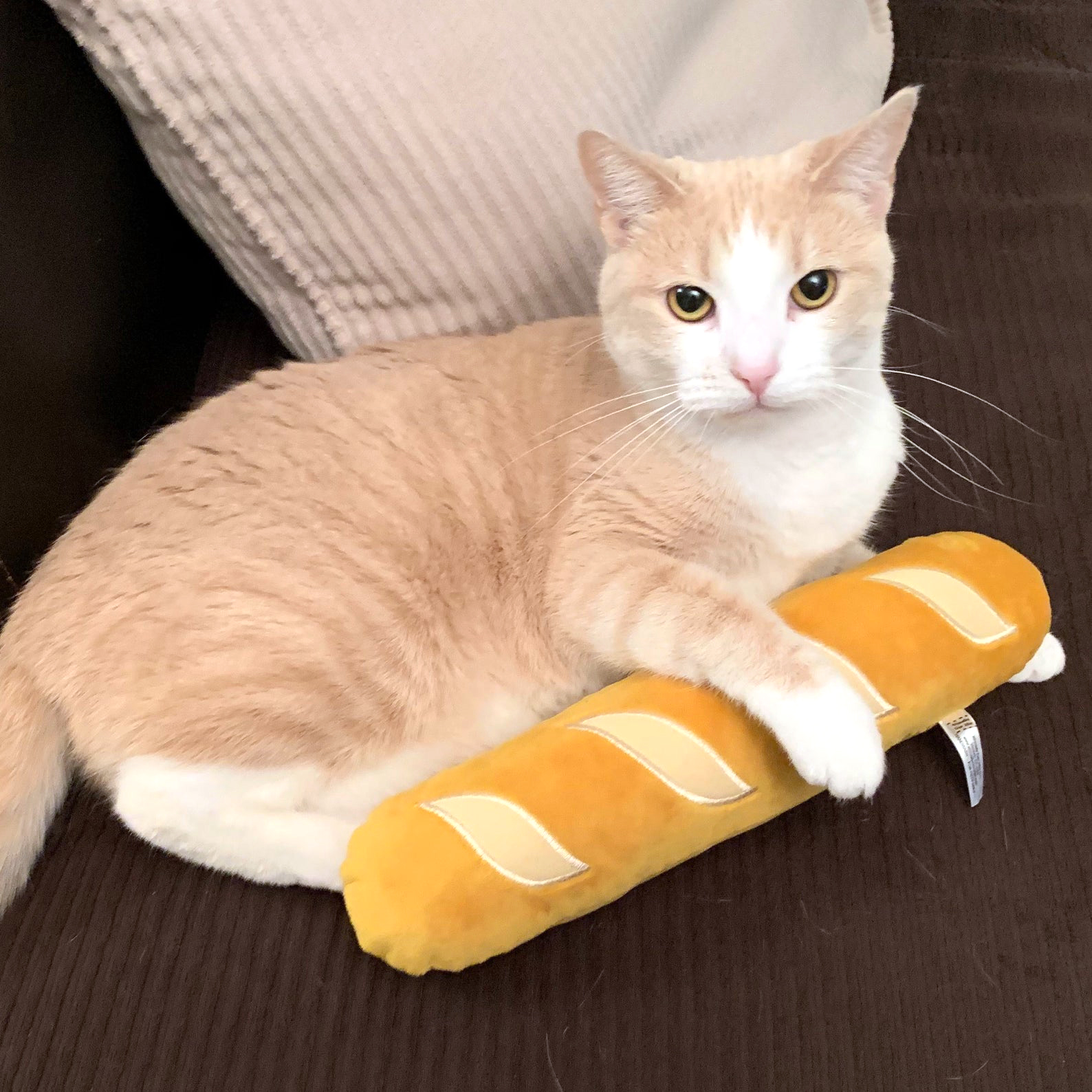 Cat and baguette sale
