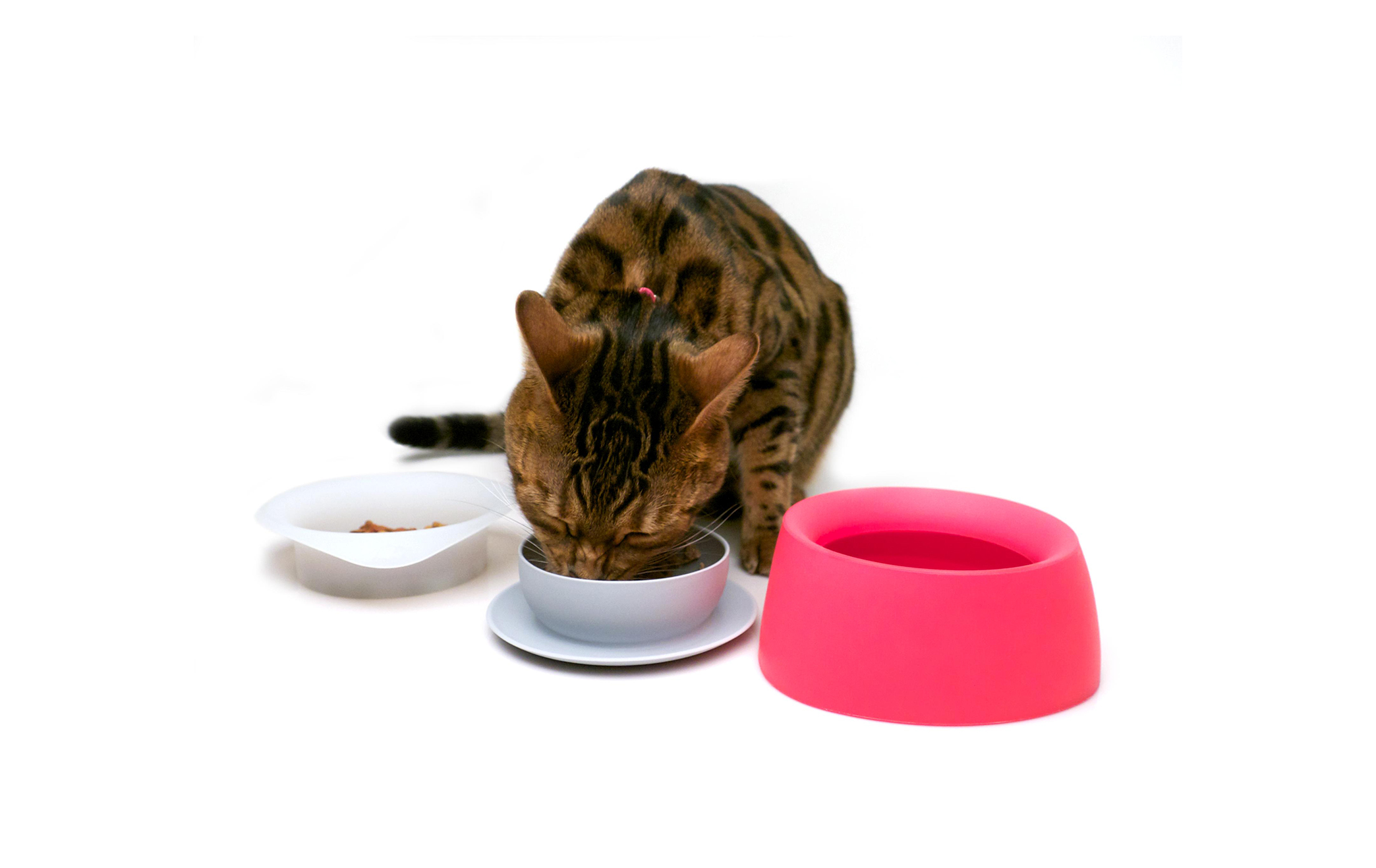 Yummy Travel Bowls for Feeding Your Cat On The Go