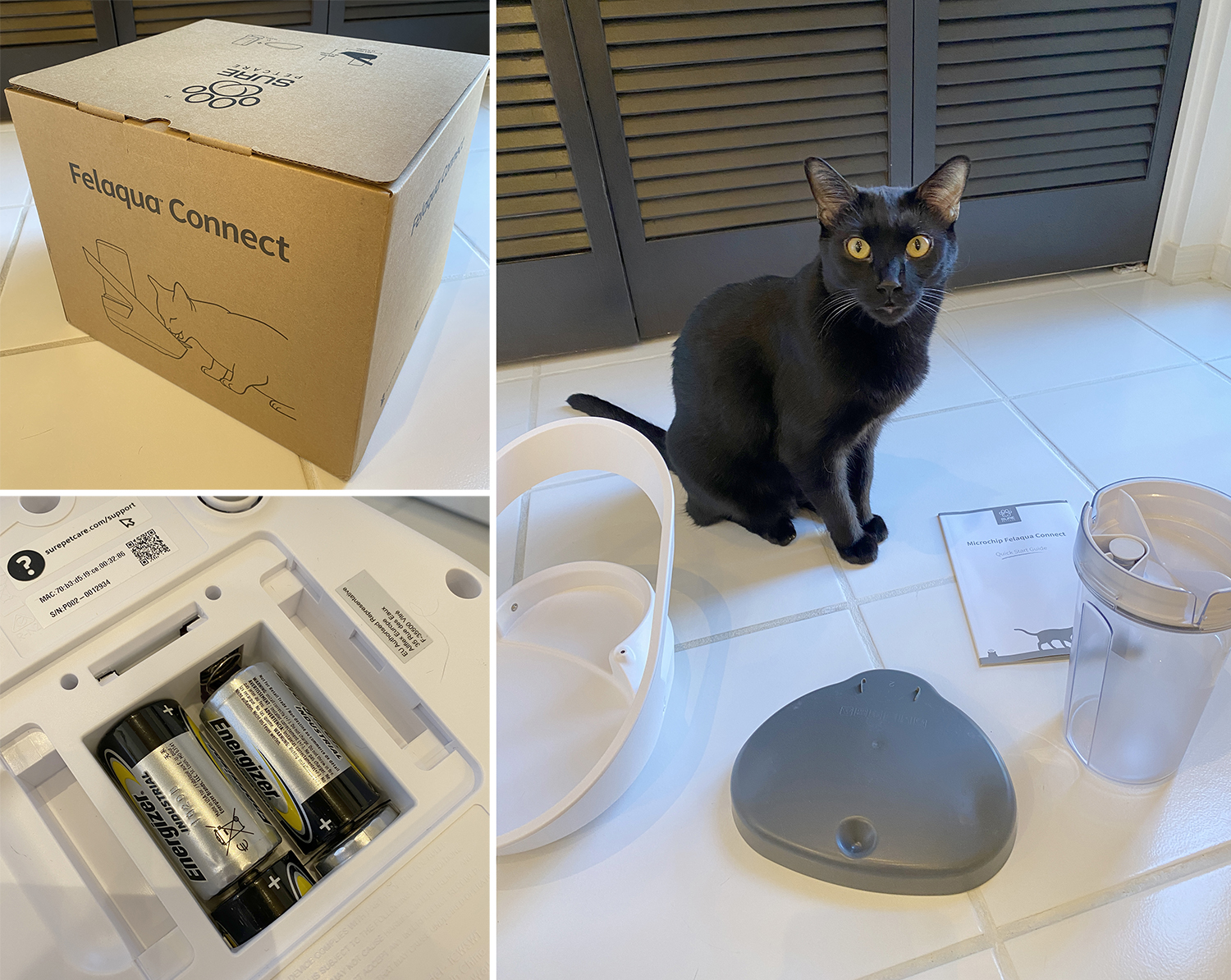 Felaqua Connect Cat Water Fountain Review: Tracks Cat's Drinking