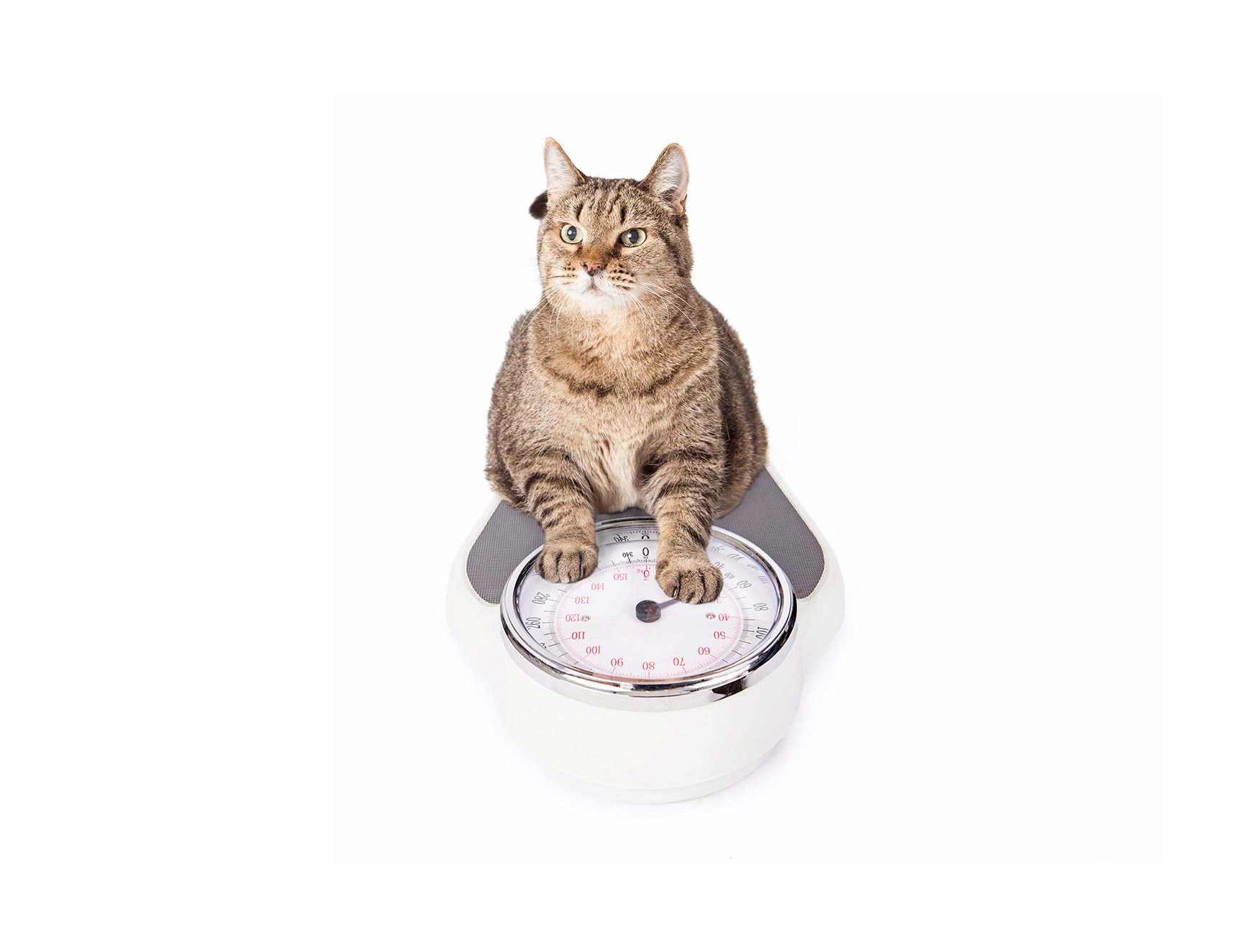 It s national pet obesity awareness month hauspanther