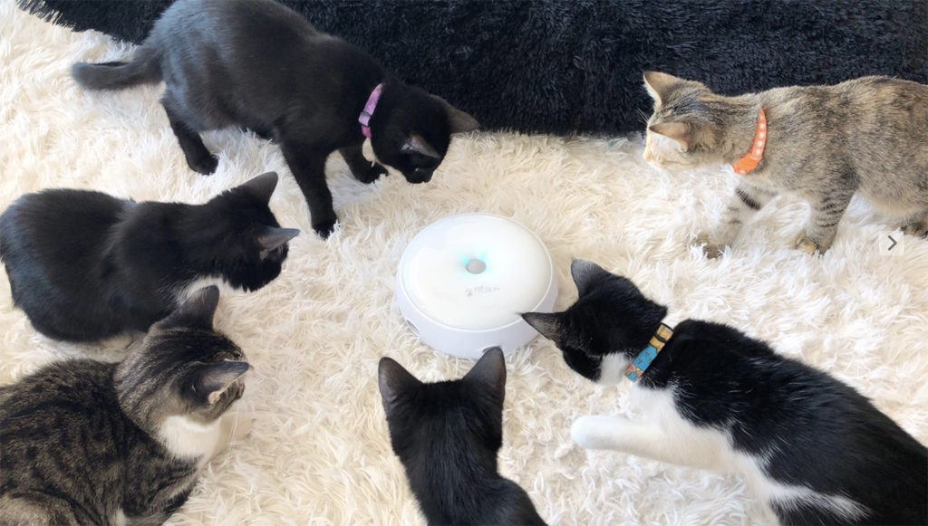 Ambush Interactive Electronic Cat Toy from Pet Fusion • hauspanther