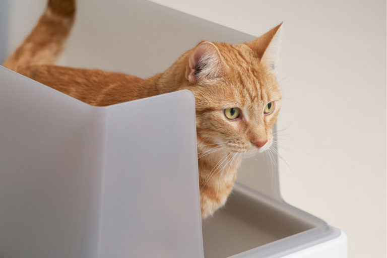 Cove Modern Litter Box Exceeds Expectations • hauspanther