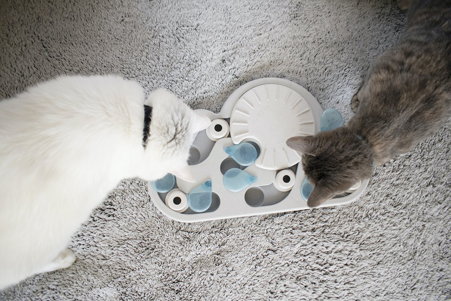 Puzzle Toys for Cats