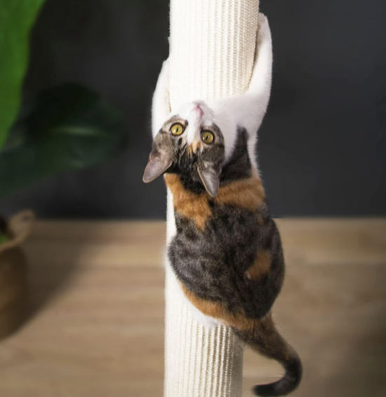 Unique Cat Climbing Pole • hauspanther