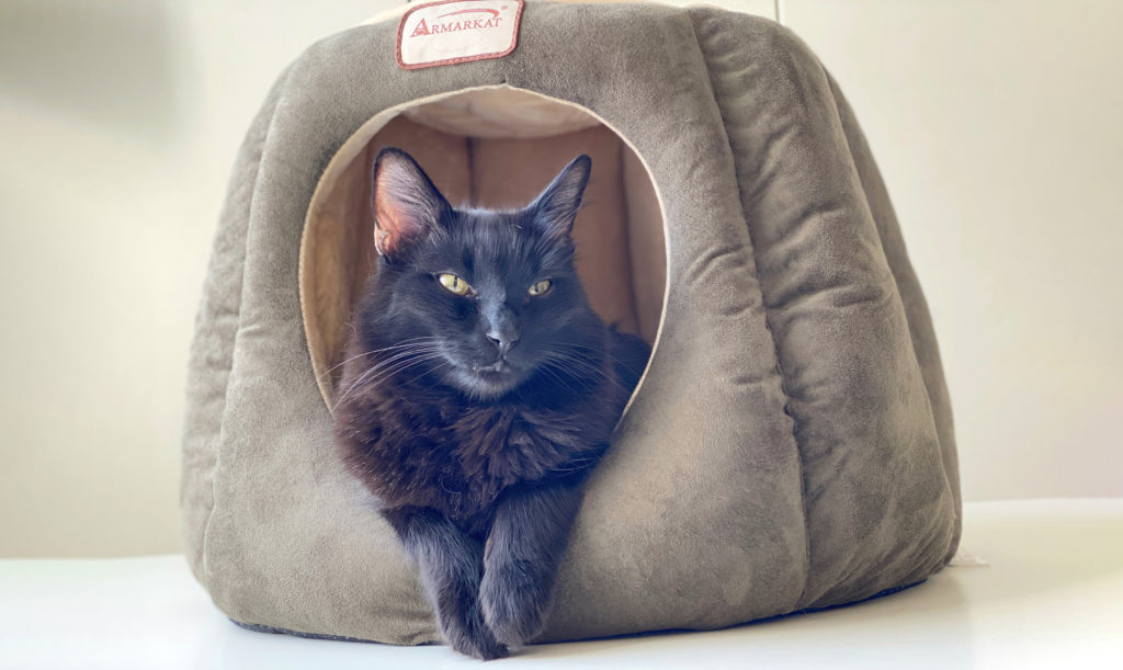 Deluxe Hideaway Cat Beds from Armarkat