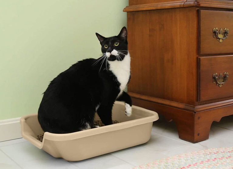 Best Litter Box for Senior Cats • hauspanther