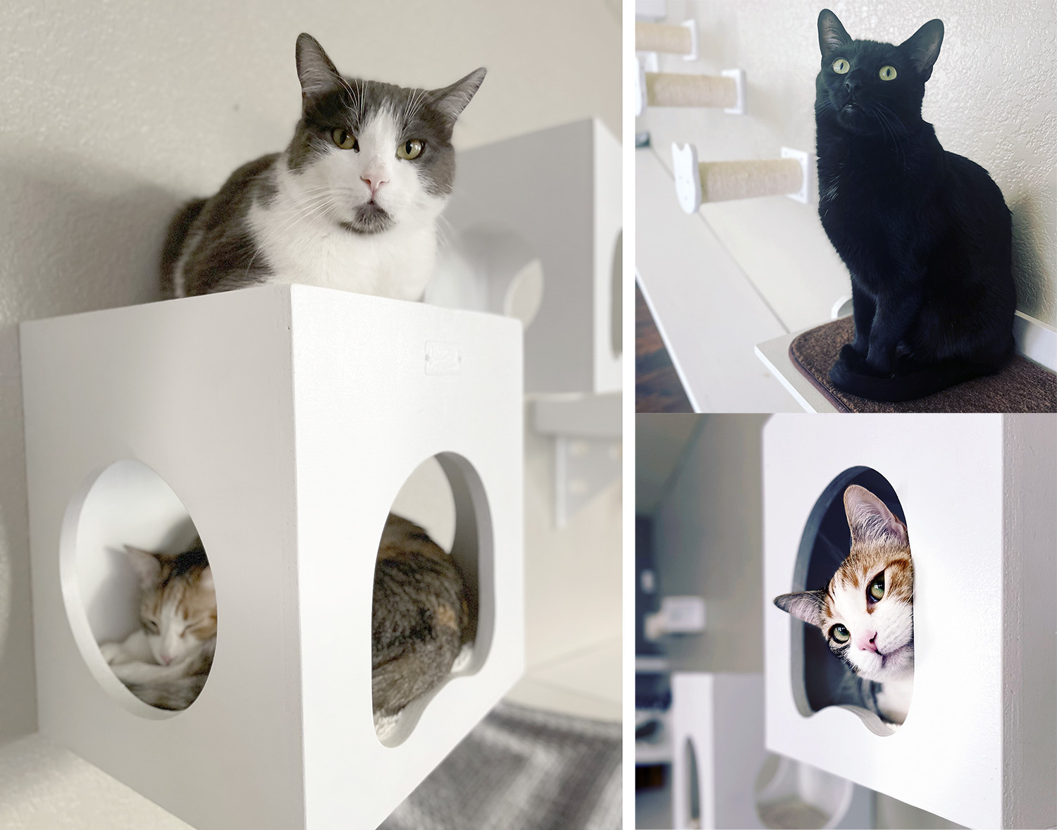 Catification Makeover The Ultimate Cat Superhighway for The Two