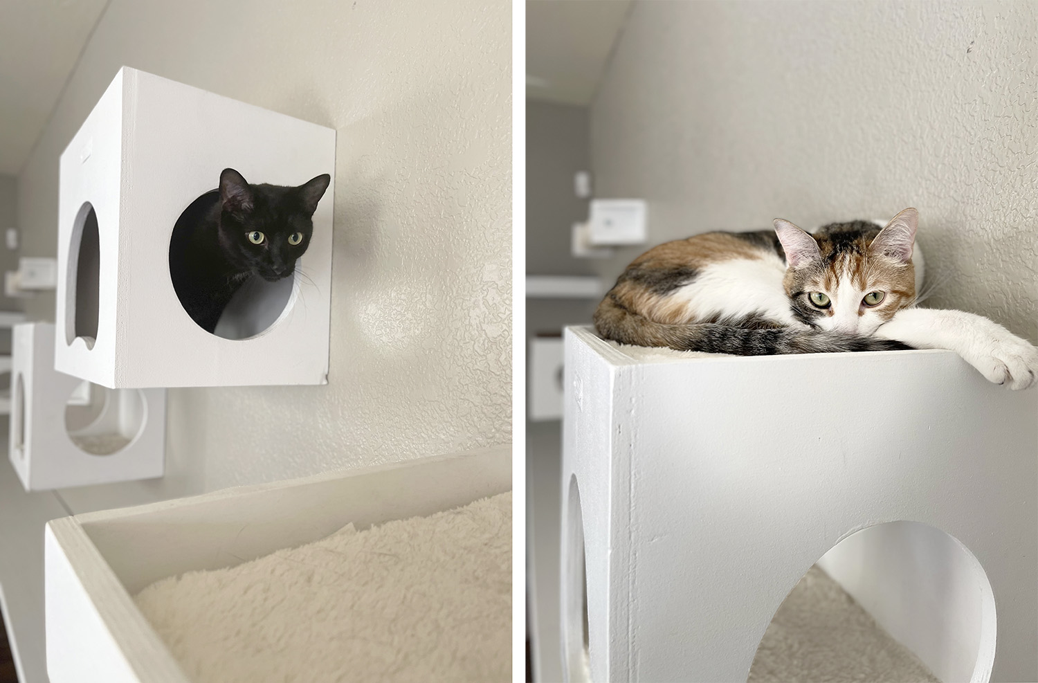 Crazy cat beds hotsell
