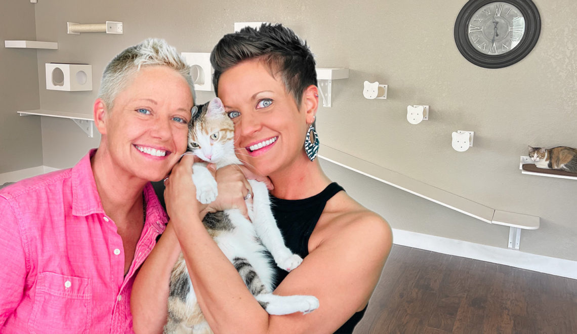 Catification Makeover: The Ultimate Cat Superhighway for The Two Crazy Cat Ladies