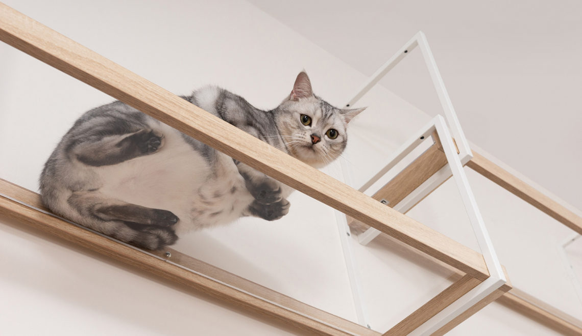 Create a Suspended Catwalk with AVENUE Cat Shelves from MYZOO
