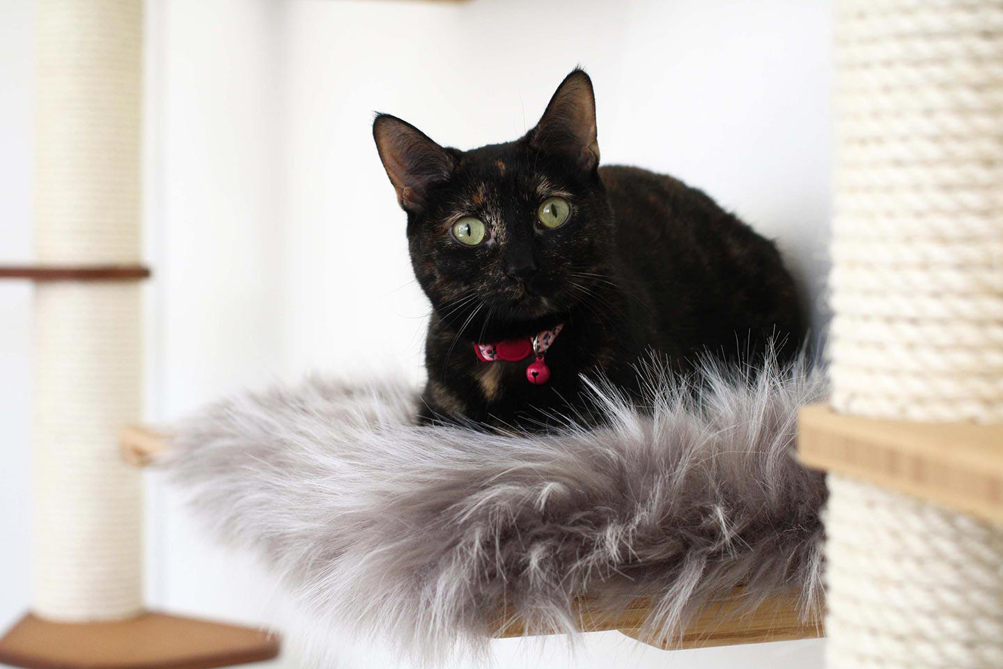 Catastrophe cat furniture hotsell