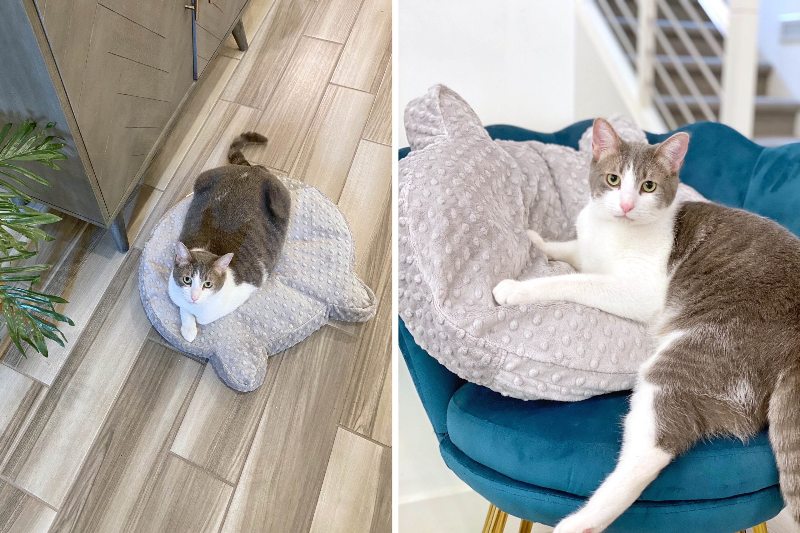 Cat Head Shaped Bed to Keep Kitty Comfy hauspanther
