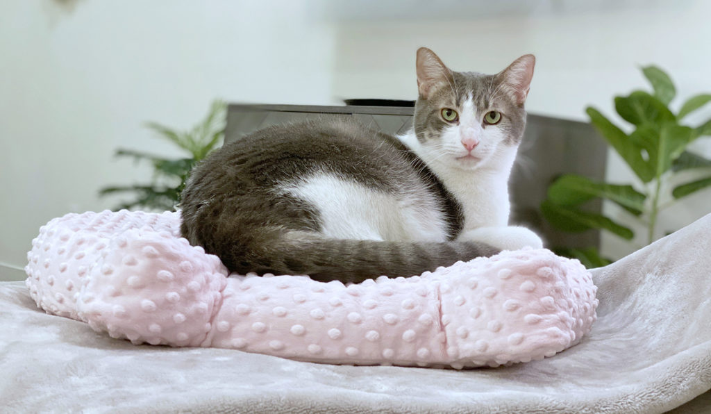 Cat Head Shaped Bed to Keep Kitty Comfy • hauspanther