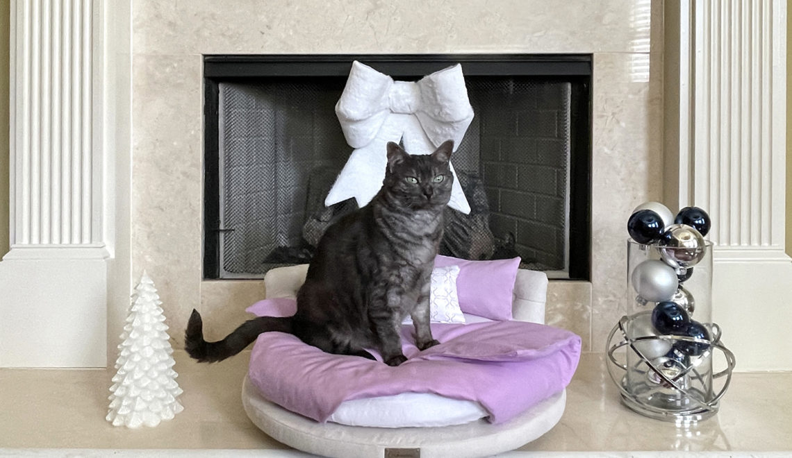 Treat Your Cat to Luxury This Holiday with CatsEssentials!