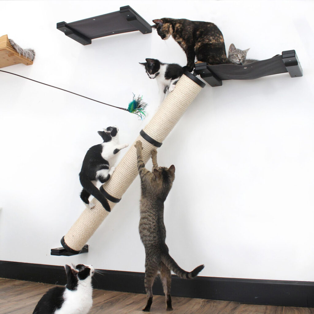 Special Savings on New Angled Cat Scratcher from Catastrophic Creations ...