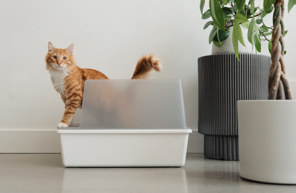 New Cubby Litter Box from Tuft+Paw