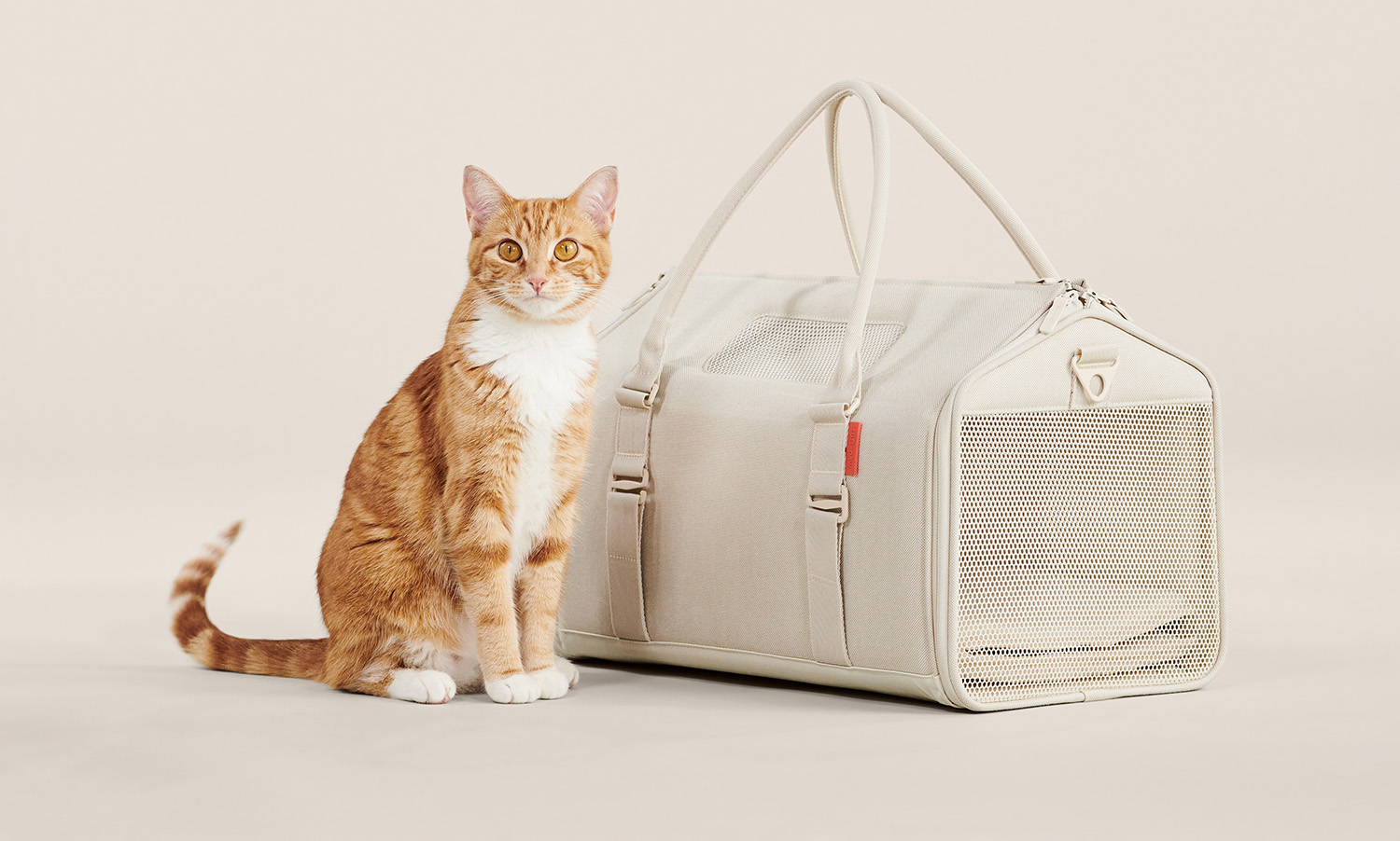 How to Get Your Cat Into a Carrier – tuft + paw