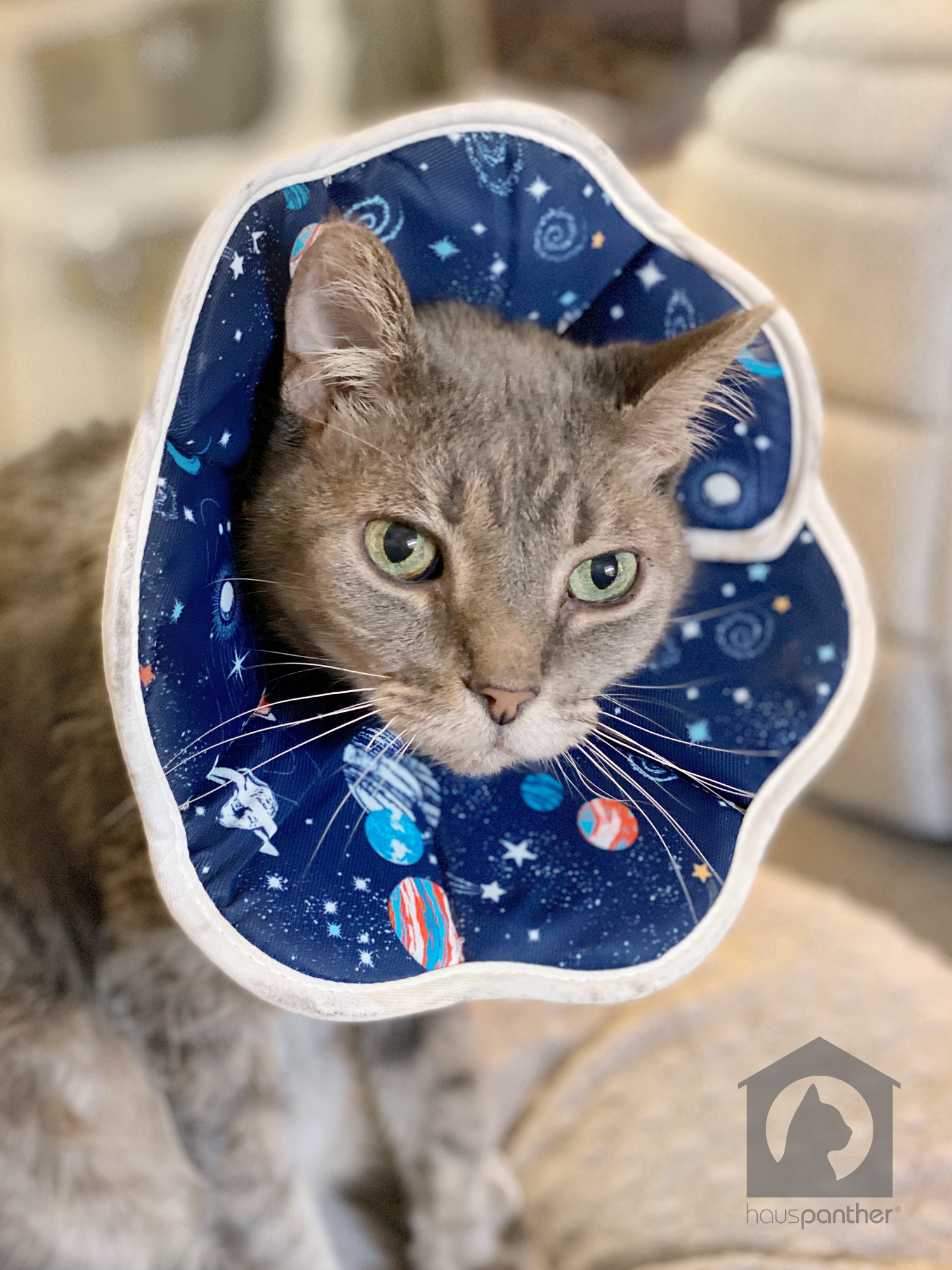 Cat wearing soft e-collar with space design