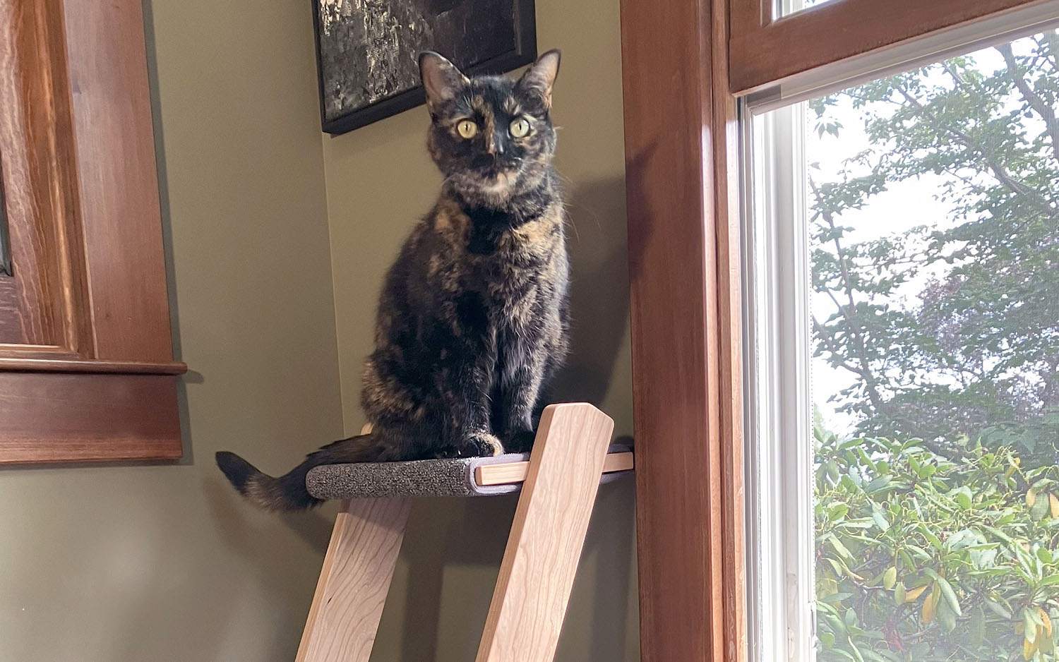 Special Holiday Savings on New Cherry Hardwood Cat Ladders • hauspanther