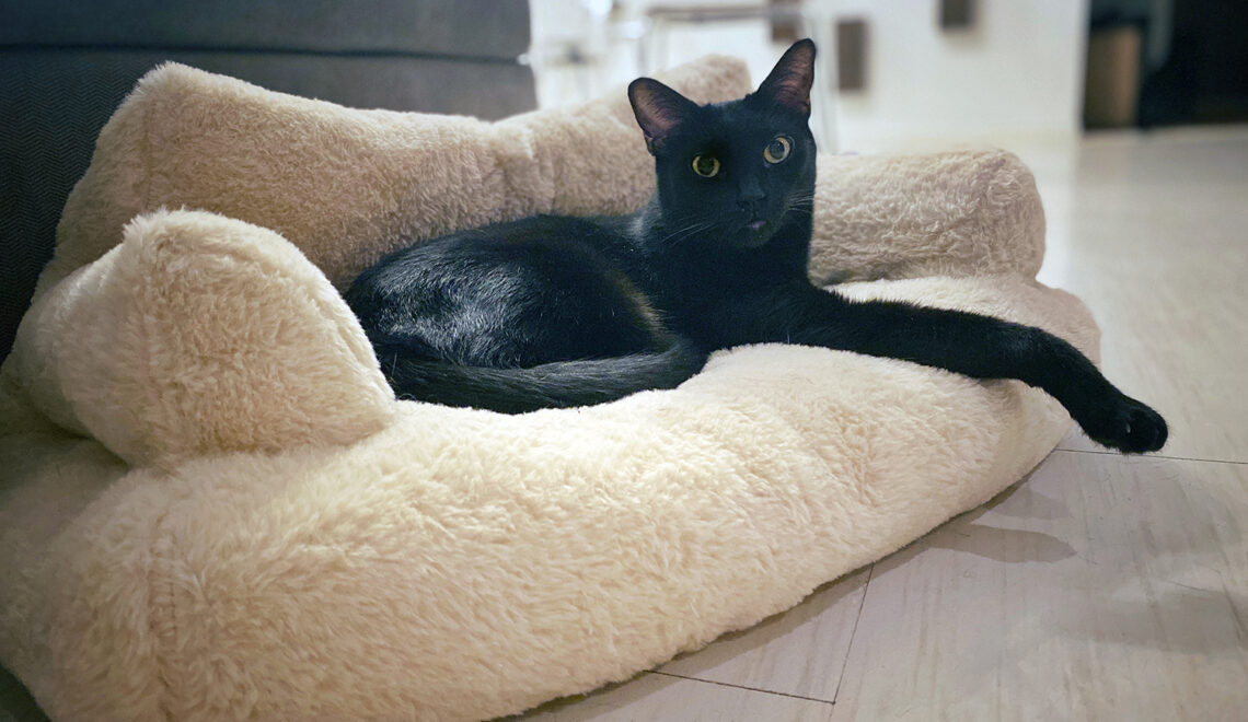 ComfyKitty Mini Cat Sofa