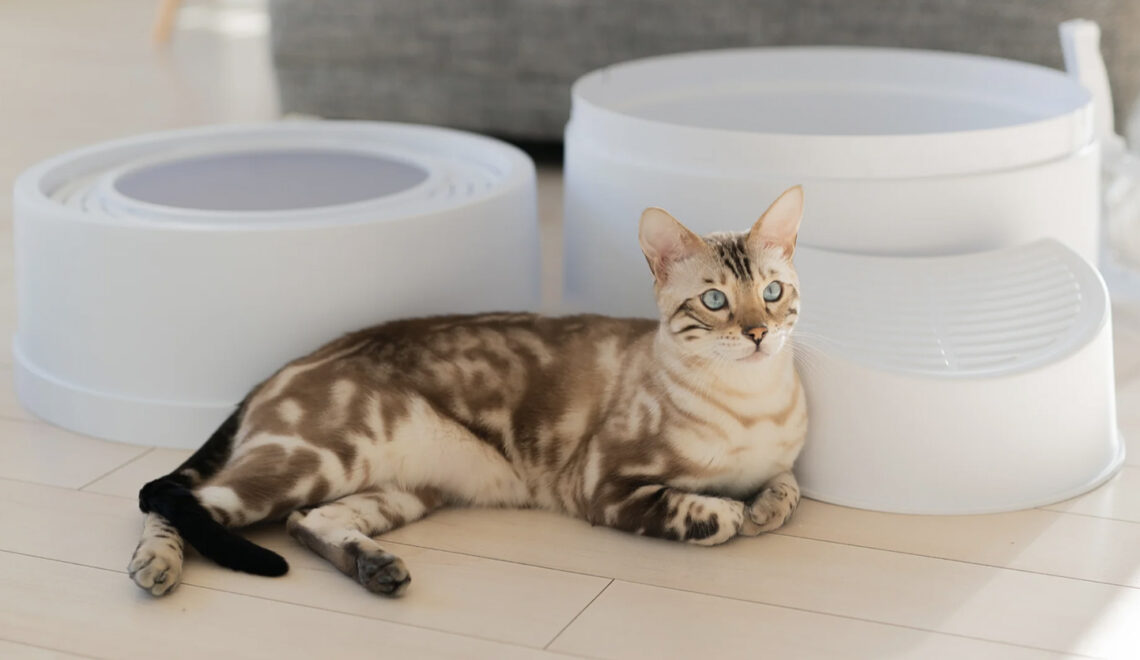 Boxscoop 2.0 & Curve XL: True Innovation in Cat Litter Box Design