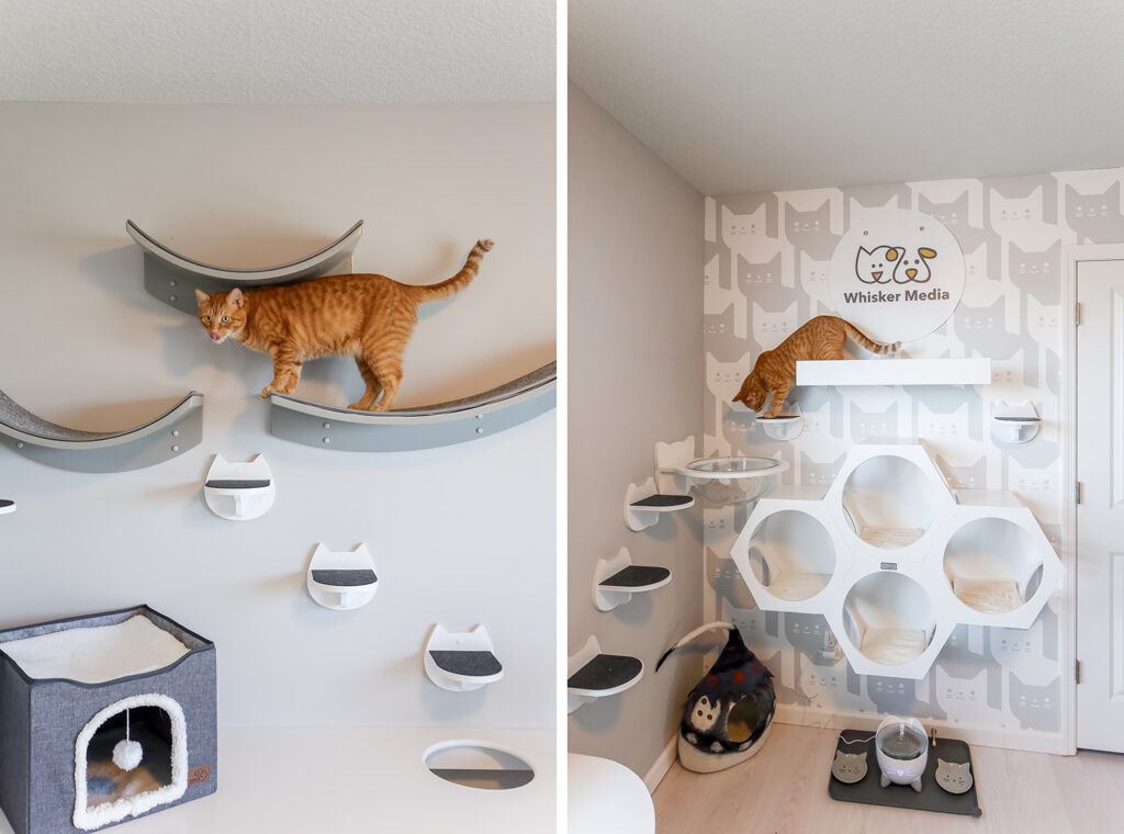 Catification Transformation: From Empty Room to Kitten Paradise!