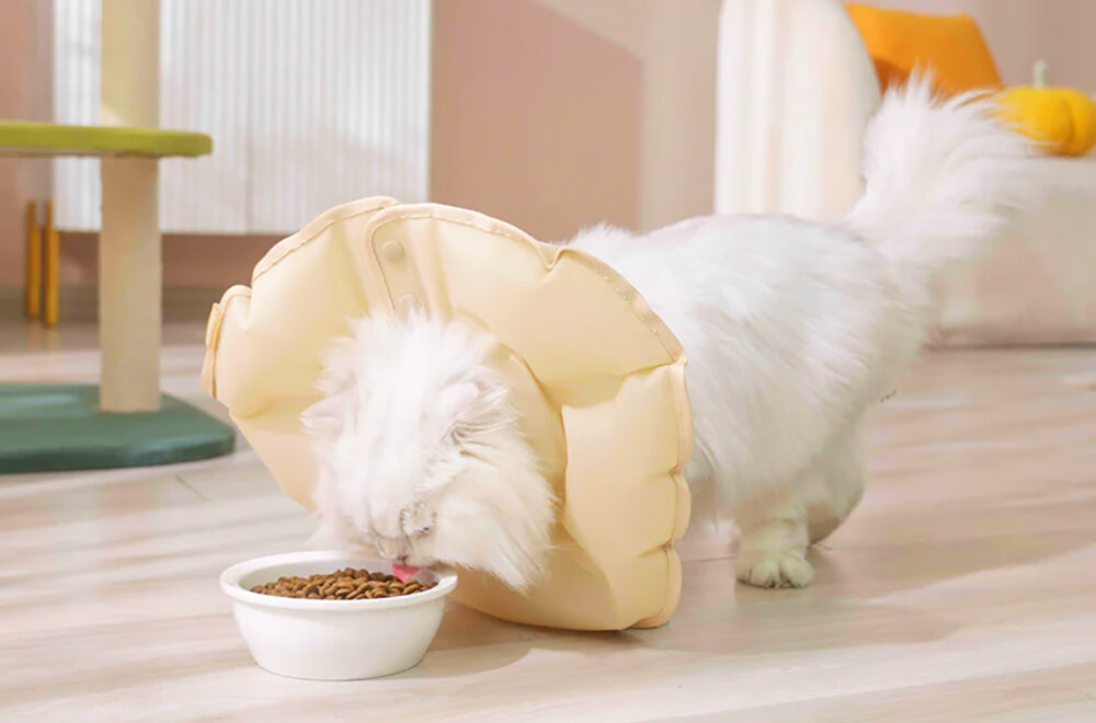 Waterproof Inflatable Pet Recovery Collar from MayMaw