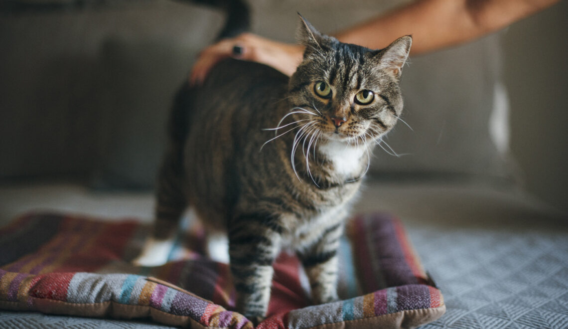 Horizon Cat Beds & Hideaways from P.L.A.Y.