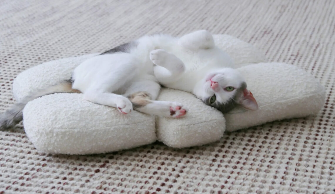 Two Beautiful New Cat Lounges Now Available for Pre-order From Catenary Home