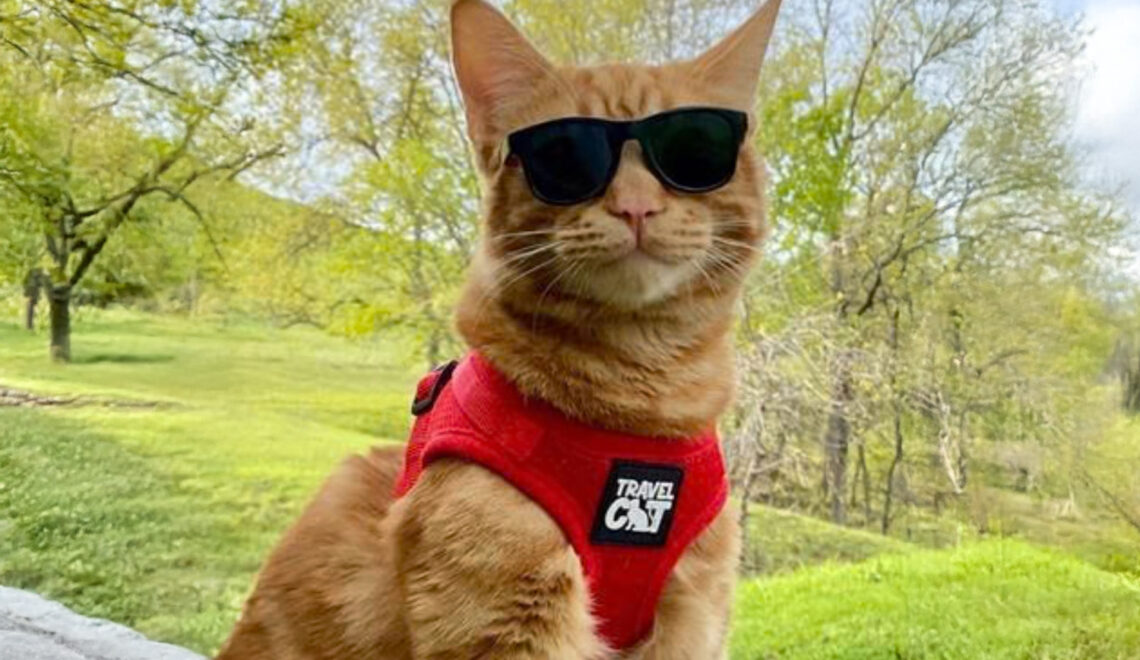Travel in Style: Cat Harnesses and Leads for Your Next Adventure